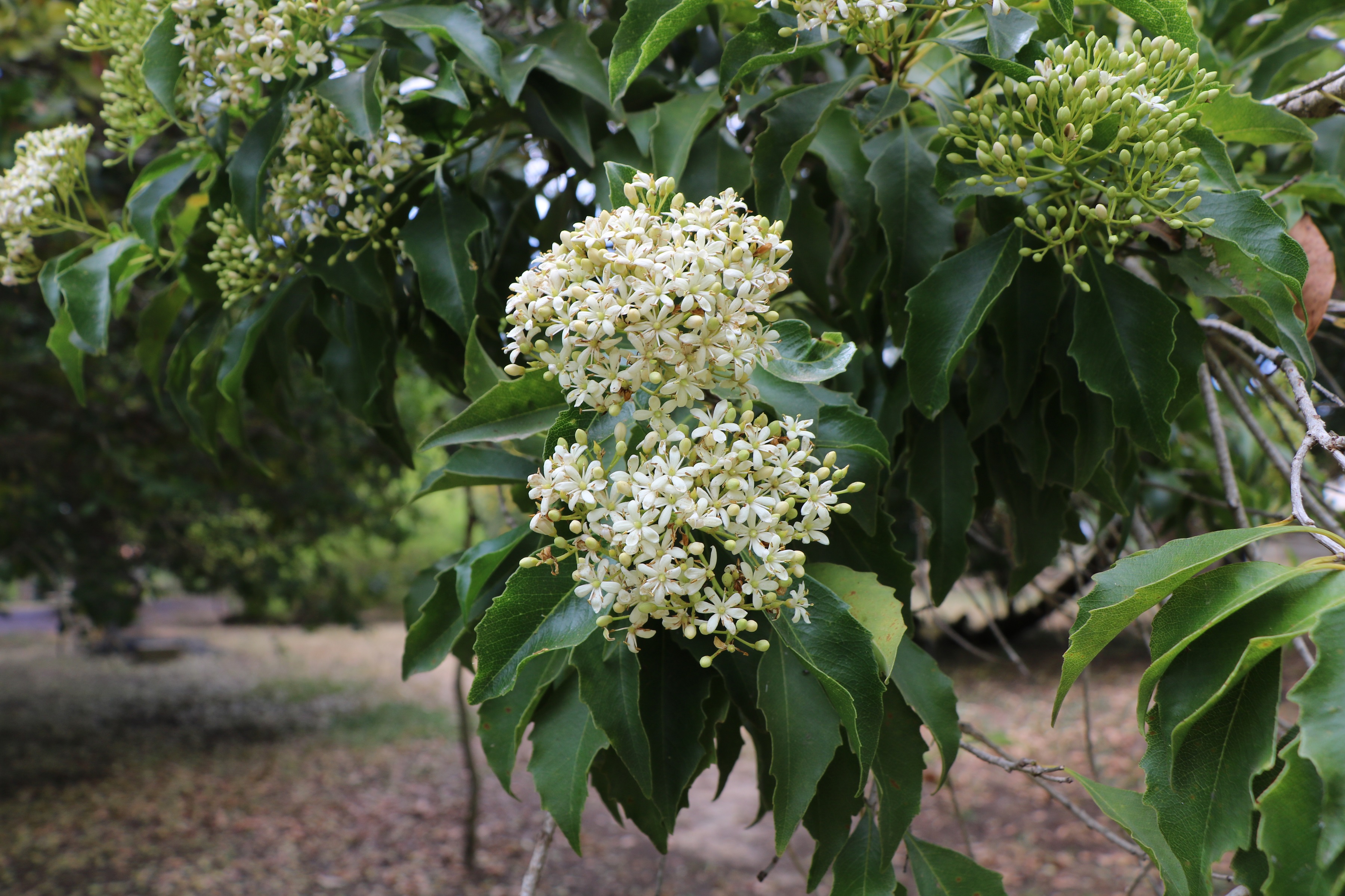 pittosporum tobira